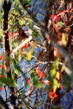 autumn tree