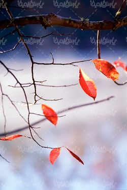 منظره پاییزی