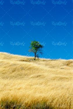 زمین کشاورزی