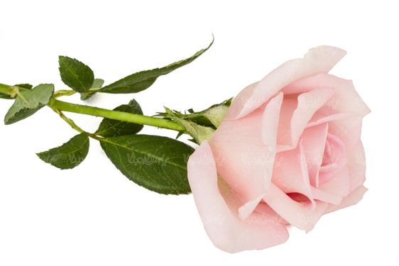 rose