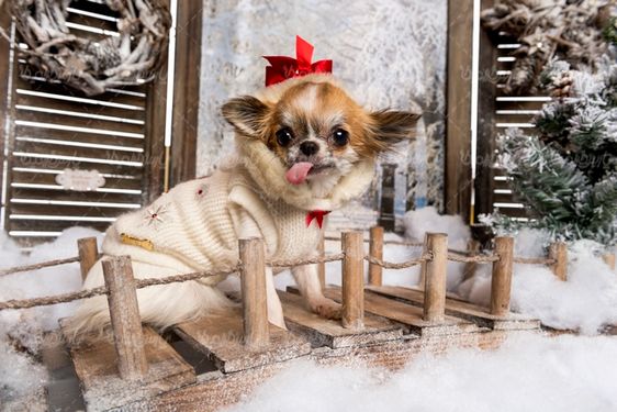 Christmas celebration