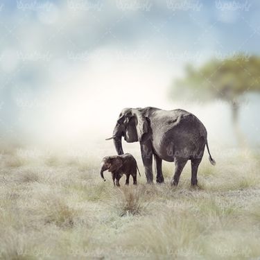 فیل