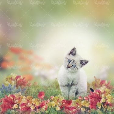 گربه