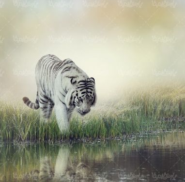 ببر