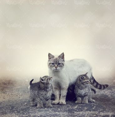 گربه