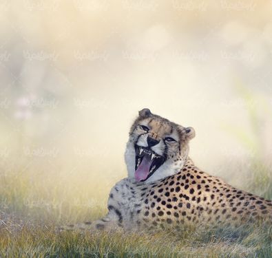 یوزپلنگ