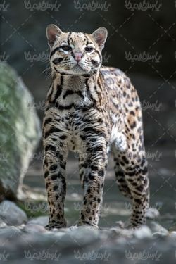 گربه وحشی