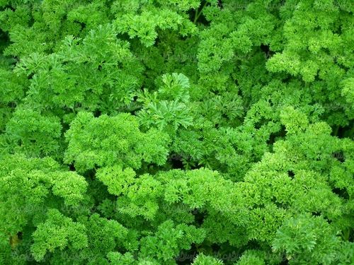 سبزی