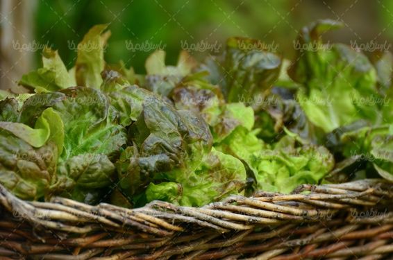 تصویر با کیفیت سبزی