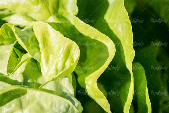 Quality image of vegetables