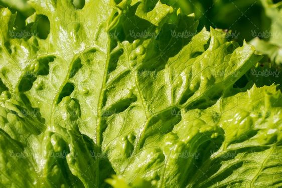 Quality image of vegetables