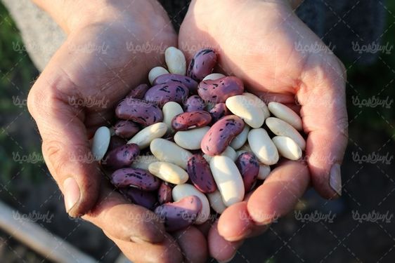 حبوبات