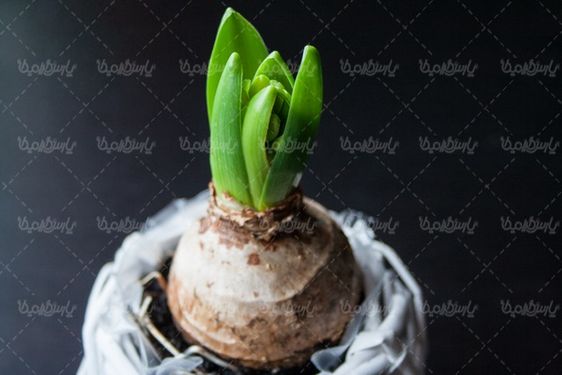 پیازچه