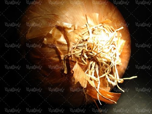 Onion