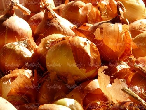 Onion