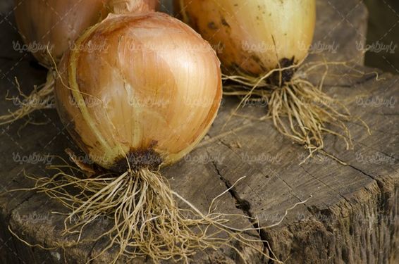 Onion