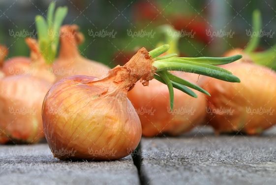 عکس با کیفیت پیاز