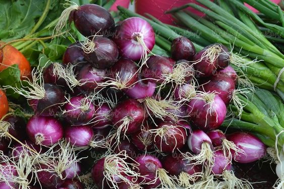 Onion
