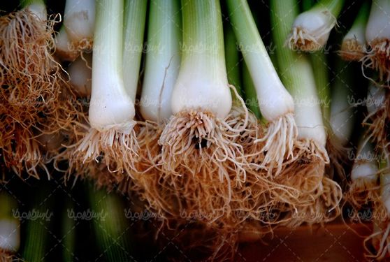 Onion