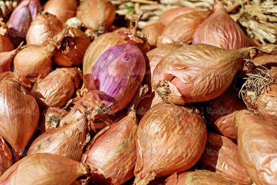 Onion