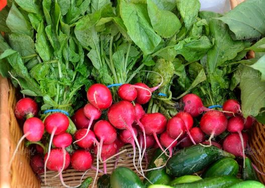 Radish