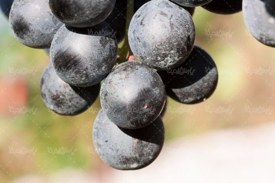 Fruit