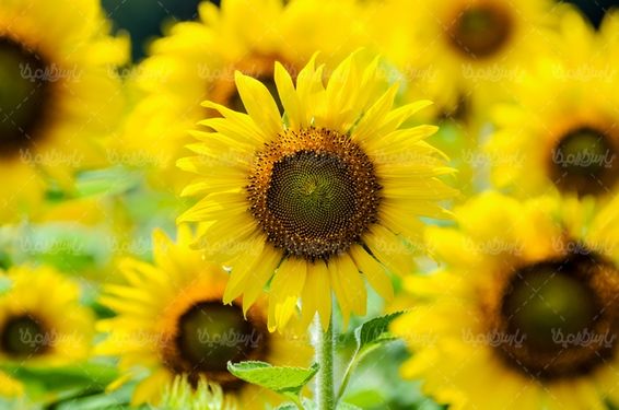 sunflower