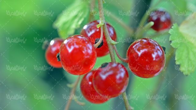میوه
