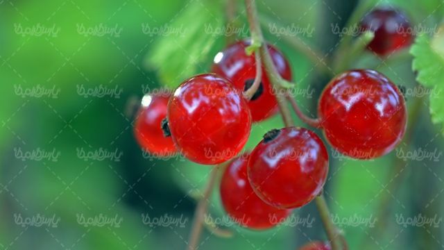 میوه
