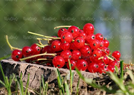 میوه