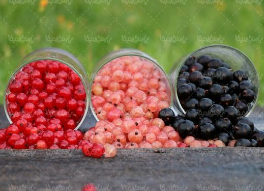 Fruit