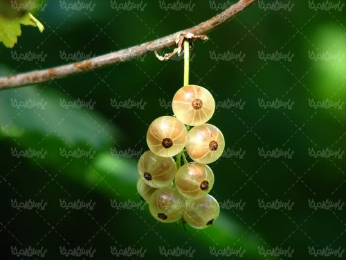 Fruit
