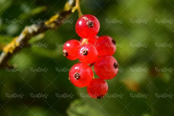 Fruit