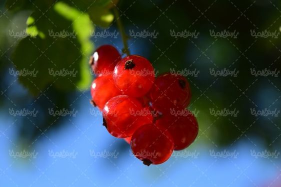 Fruit
