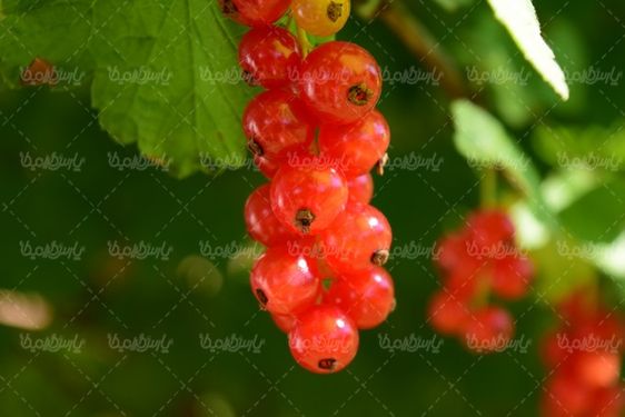 Fruit