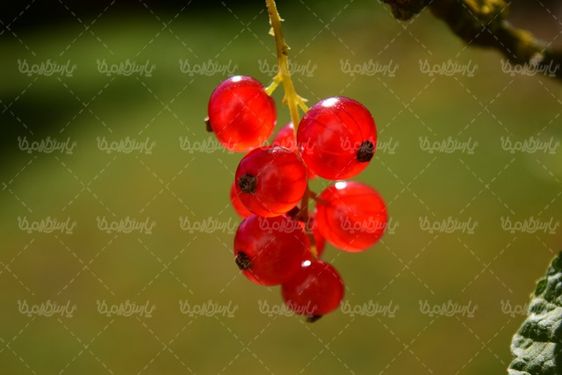 Fruit