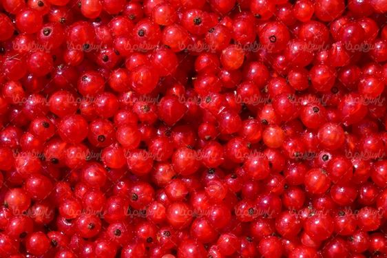 Fruit