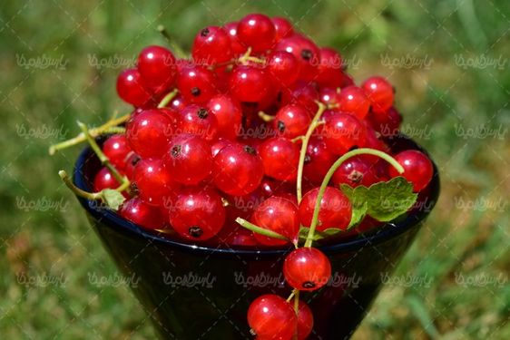 Fruit