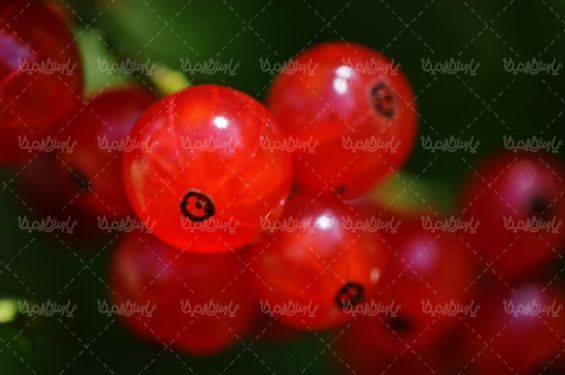 Fruit