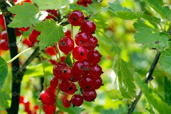 Tropical fruit