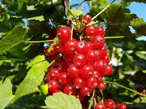 Tropical fruit