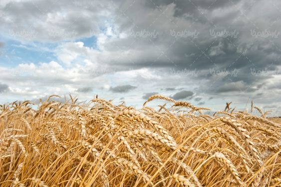 مزرعه گندم
