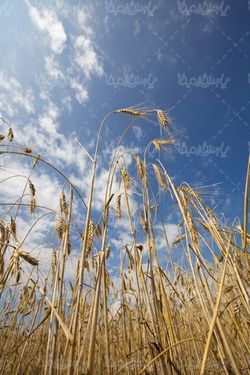 Wheat field