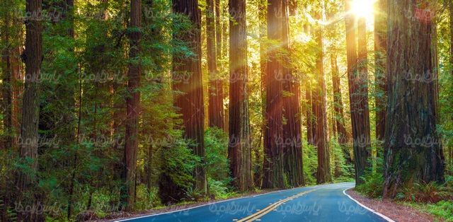 Asphalt road