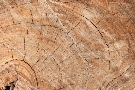 Wood texture