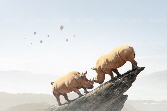 Rhino