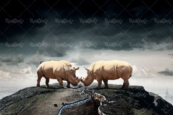 Rhino