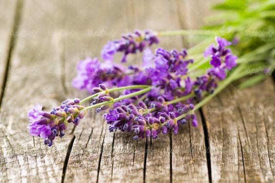 lavender flower