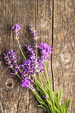 lavender flower