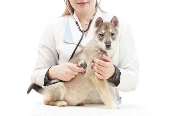 veterinary medicine